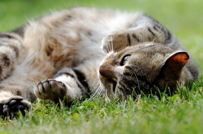 Cats Diseases and How to Prevent Them