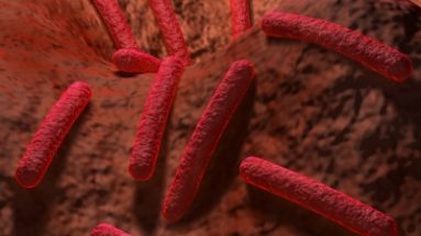 salmonella from cat food