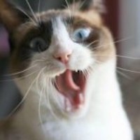 Cats With Gingivitis – Causes and Natural Treatments