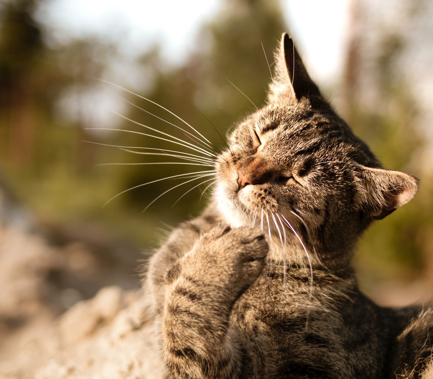 Antibiotics For Cats – Natural Alternatives