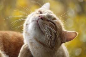 best allergy medicine for cats
