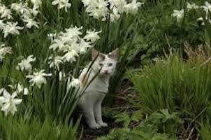 Natural Home Remedies For Cats