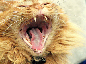 Gingivitis In Cats – How To Properly Reverse It