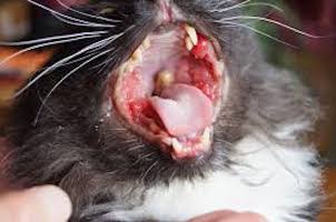 what causes stomatitis in cats