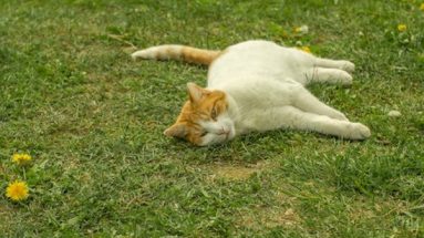 Cats Have Natural Recuperative Abilities