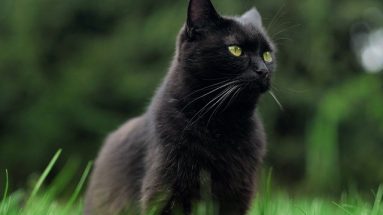 pulmonary oedema in cats