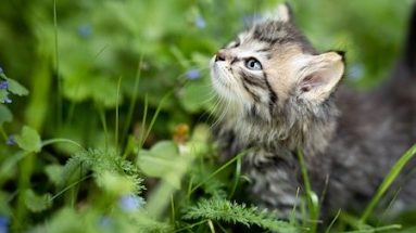 are herbs for cats safe