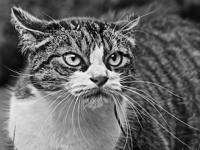 Why Cats Bite – Causes and Natural Solutions