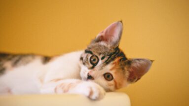 fermented food for cats