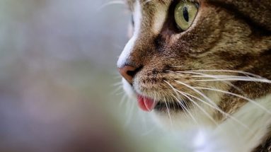infections in cats