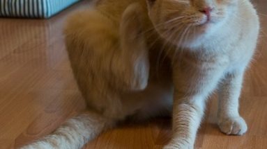 eliminate ear mites in cats