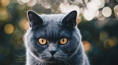 low protein food for cats with kidney disease