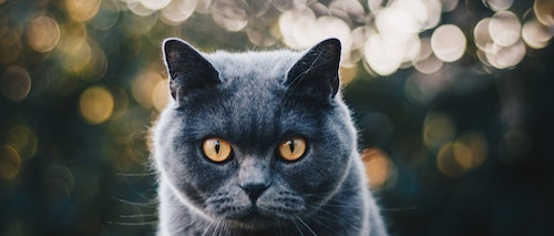 Low Protein Food For Cats With Kidney Disease
