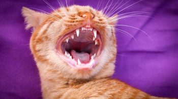 keep your cats teeth healthy