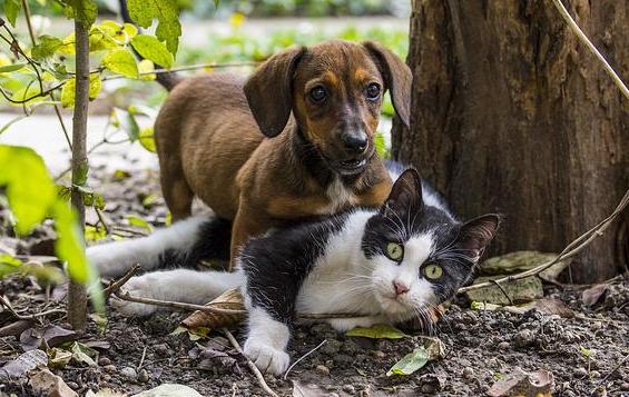 The Generosity Of Cats and Dogs and Other Animals