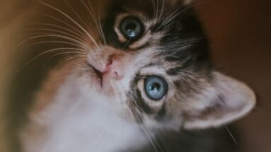 cat food ingredients