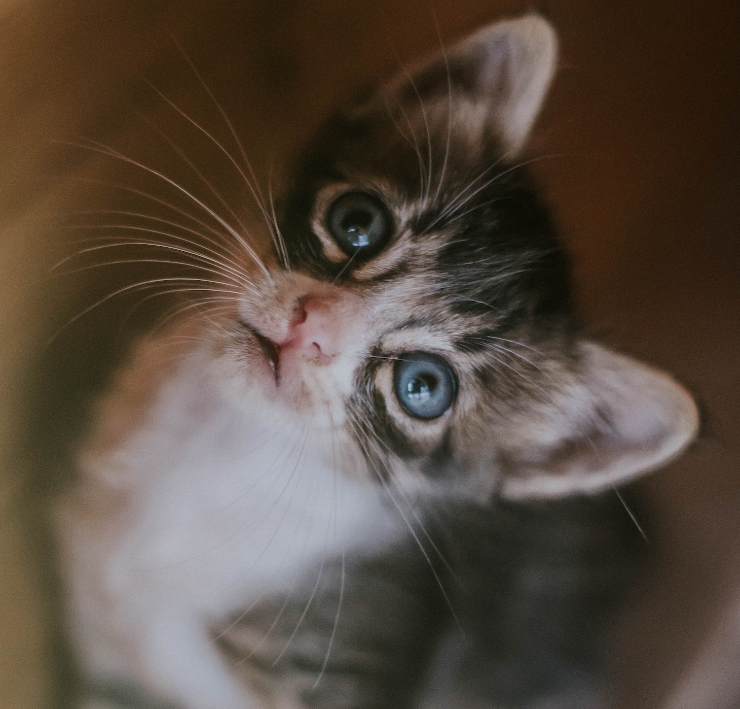 Cat Food Ingredients – Be a Savvy Buyer