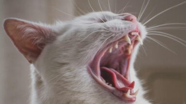 resorption of teeth in cats