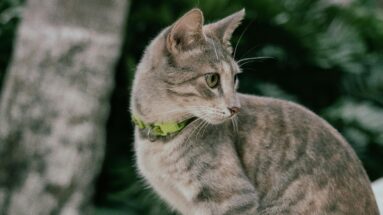 the holistic cat