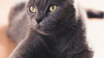 prevent stomatitis in cats