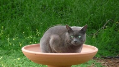 Cause of Hypercalcaemia In Cats