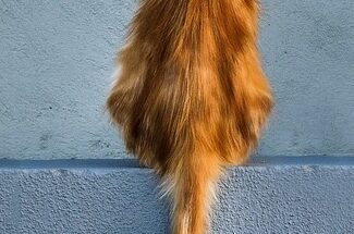 are cats at risk of the avian flu virus