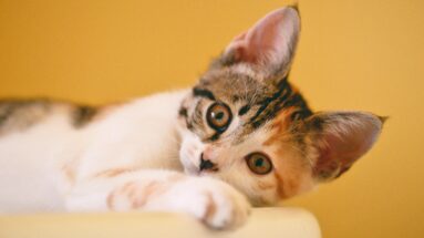 preventing constipation in cats