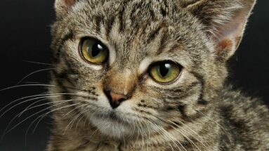 eliminating parasites in cats