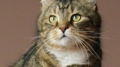 solutions to cat health problems