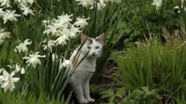 natural home remedies for cats