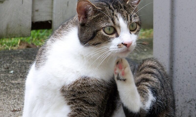 pruritis in cats