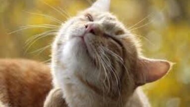 healing cats with allergies