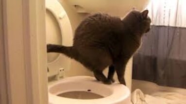healing constipation in cats