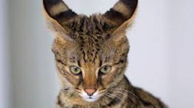 healing feline diabetes easily