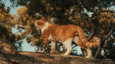 feline kidney disease