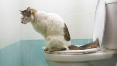 feline inflammatory bowel disease