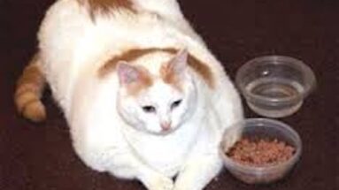 heart problems in cats