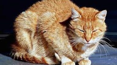 natural pain relief for cats