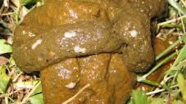 treating worms in cats