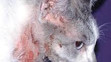 skin disease in cats