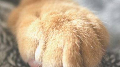 thyroid problems in cats