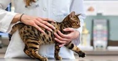 do veterinarians support