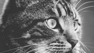 liver disease in cats