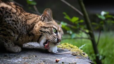 lymphoma in cats