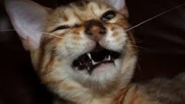 upper respiratory tract infection