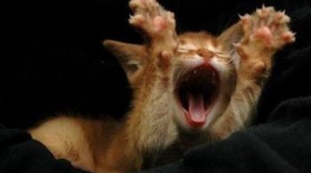 finding holistic veterinarians