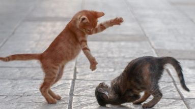 treating an injured cat holistically