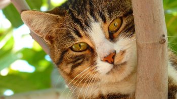 low protein diets for cats