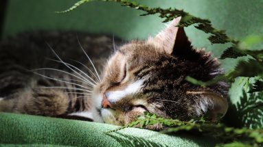 treating an injured cat homeopathically