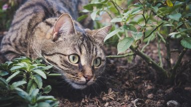best nutrition for cats